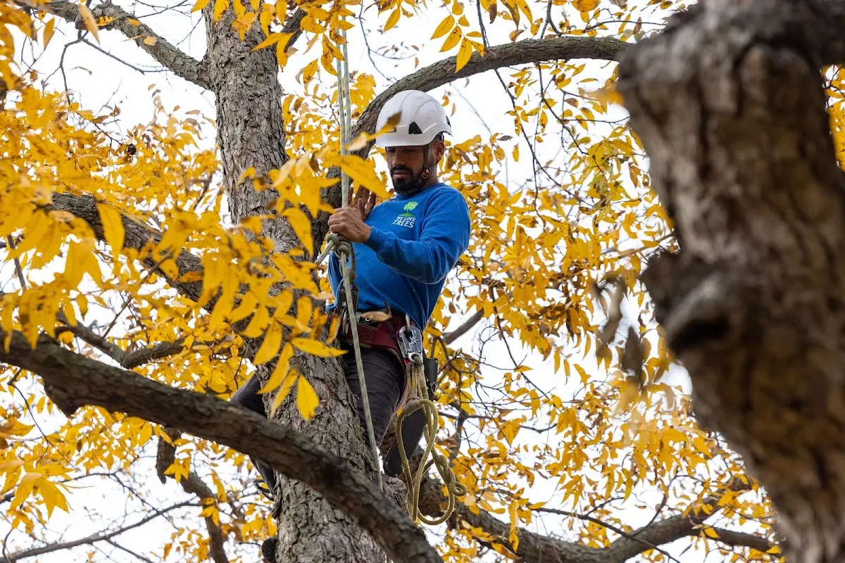 Skilled Tree Trimming crew working in Zeeland